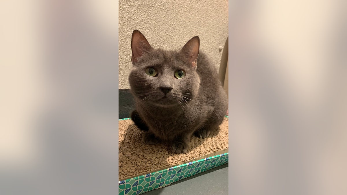 greta gray cat