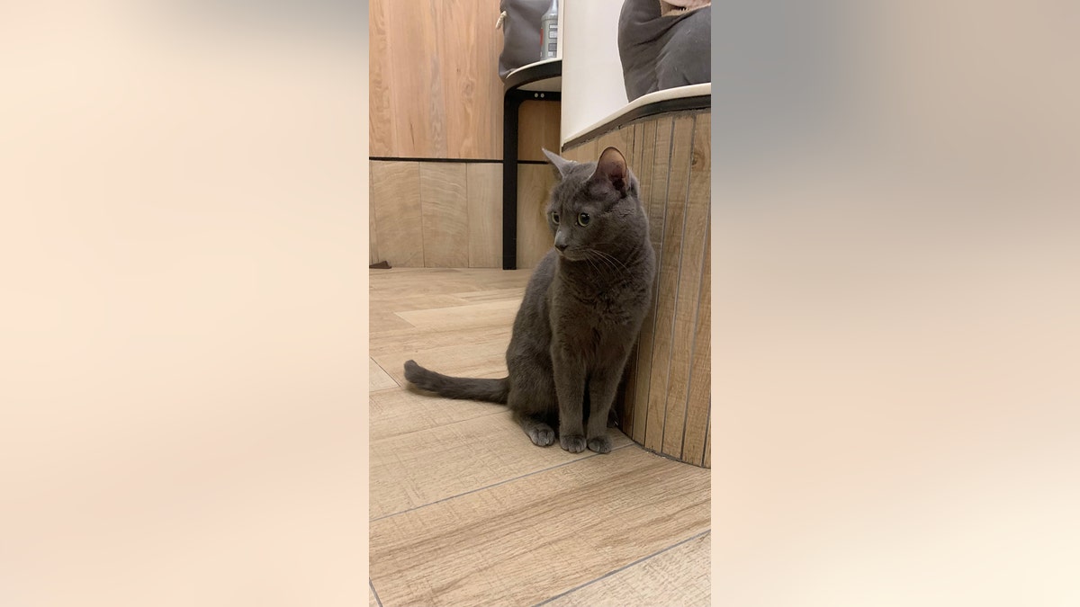 gray cat animal shelter