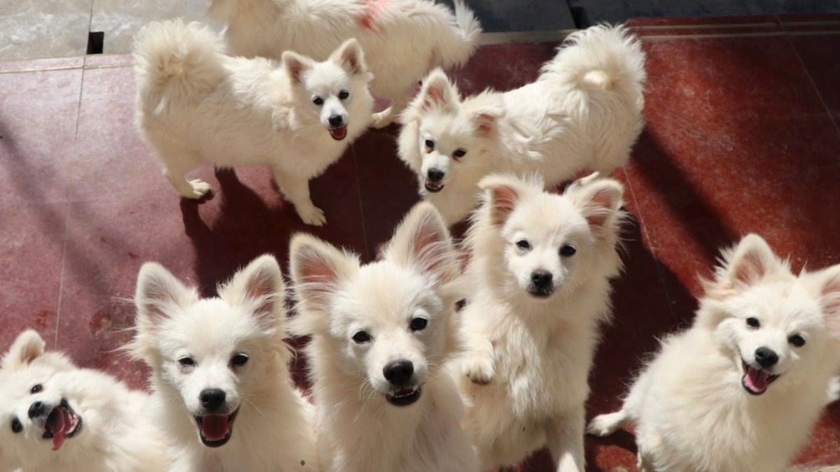 pomeranians china