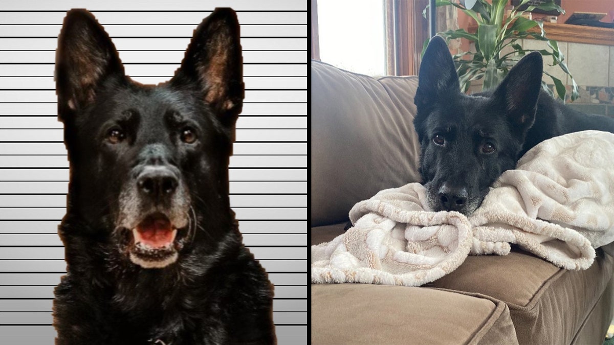 Ice k9 mugshot split