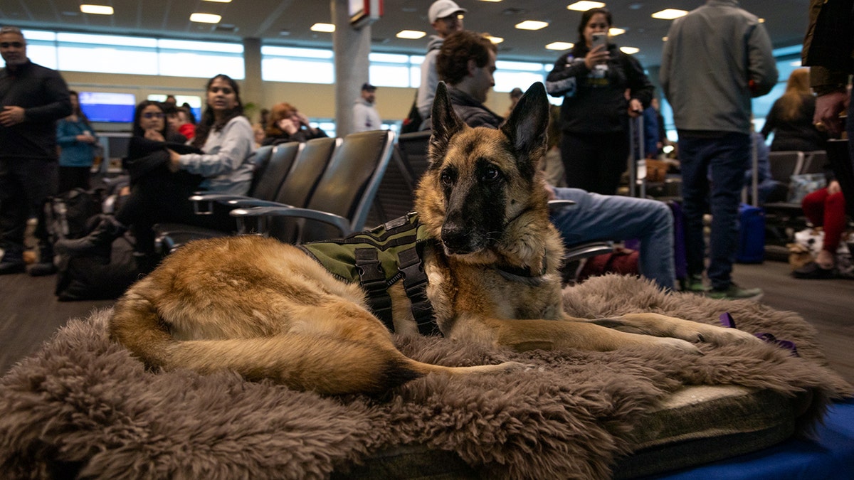 Flying with a store dog southwest airlines