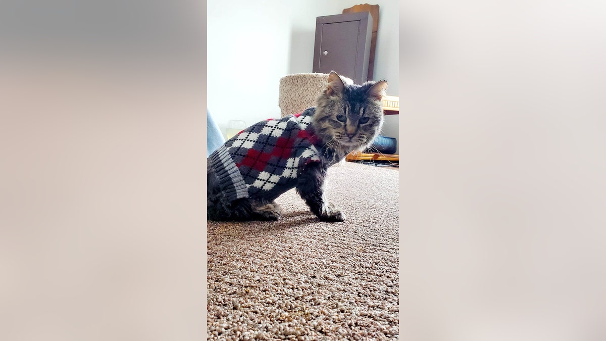 Lady Godiva cat in a sweater