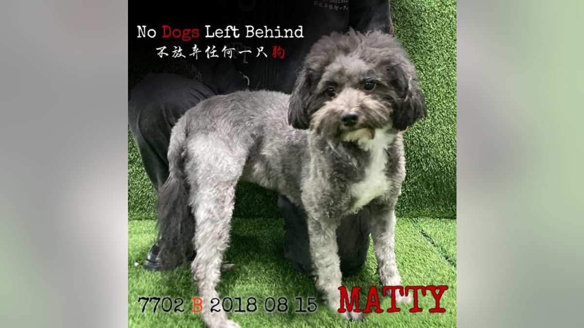 matty dog slaughter rescue