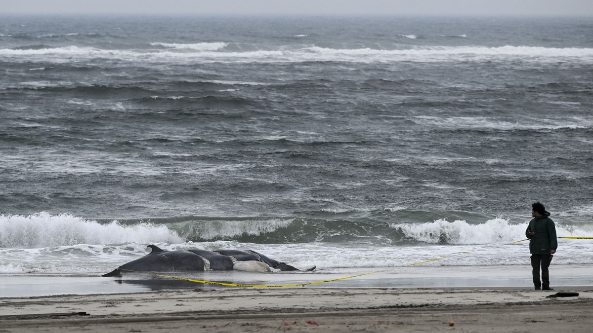 A dead whale and a man on a New York beach
