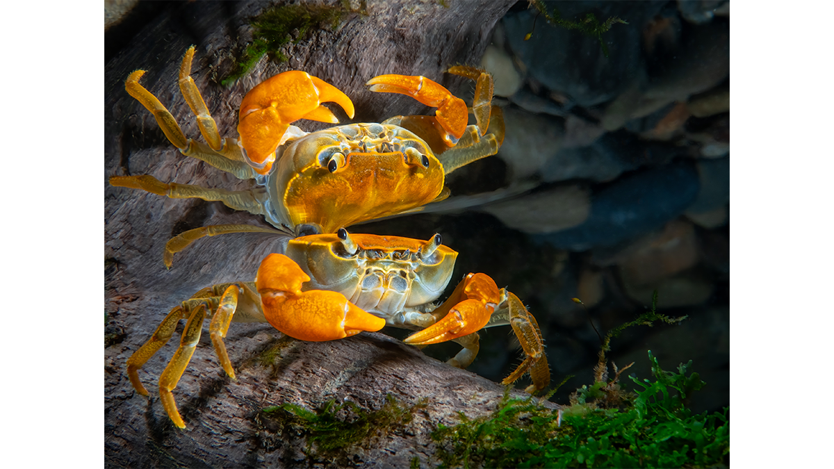 Crab reflection near a stream's surface in Pinglin, Taiwan