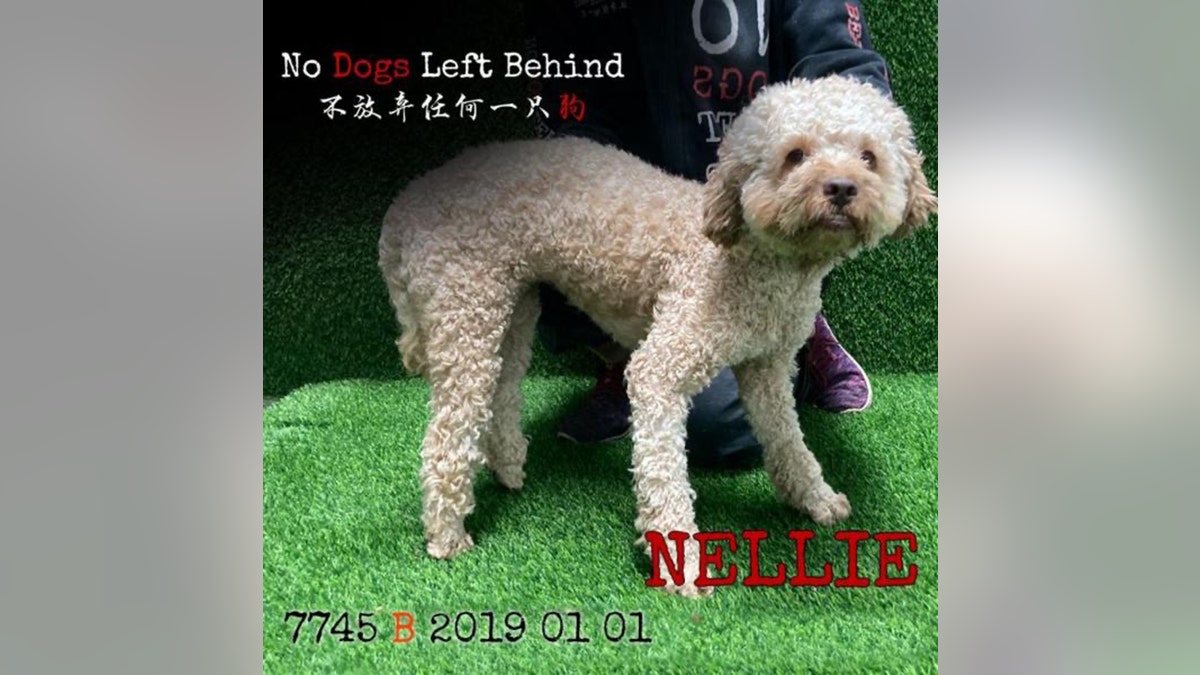 nellie dog trafficking rescue