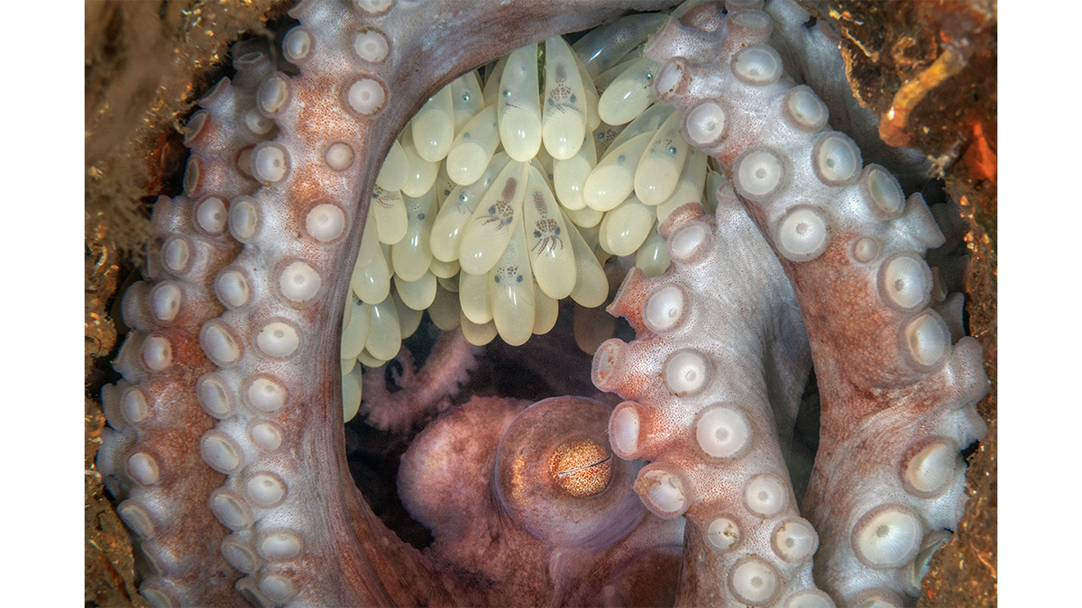 Close up of female octopus with eggs in West Palm Beach, Florida
