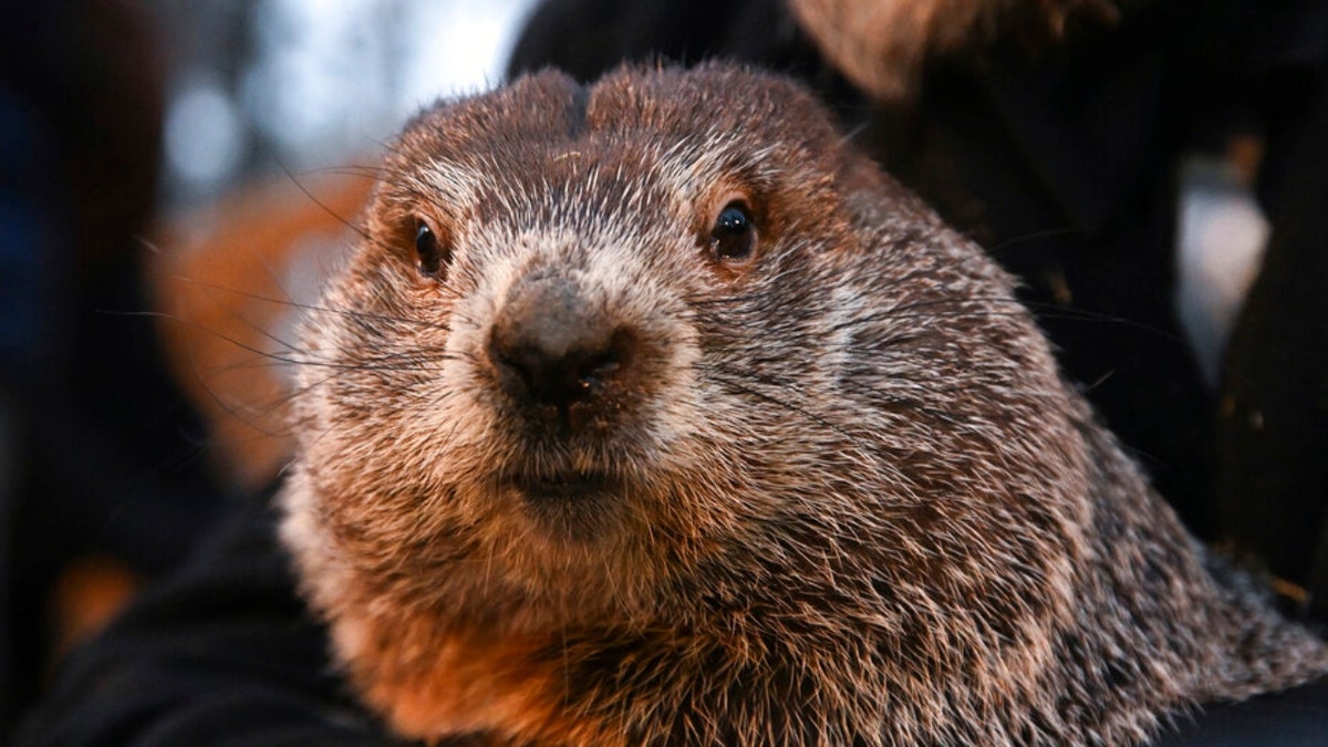 Groundhog Day 2023: Punxsutawney Phil Sees His Shadow, Predicts 6 More ...