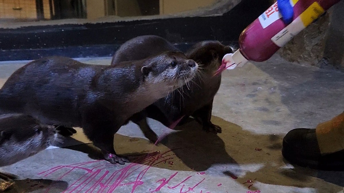 ottergrams Living Shores Aquarium