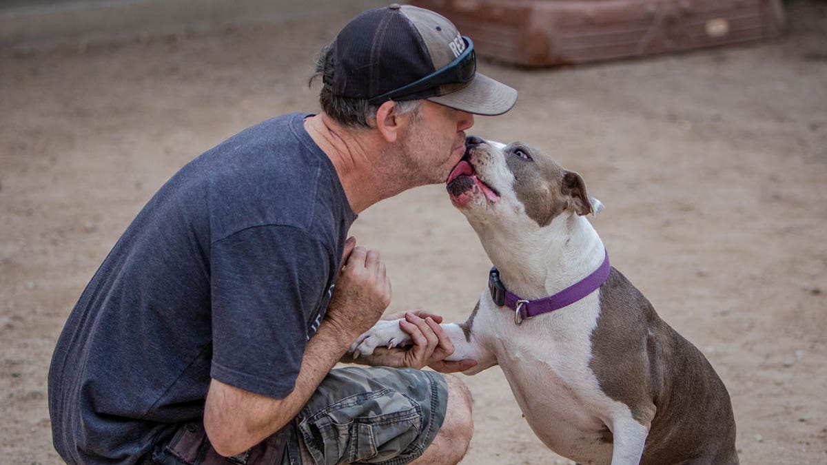 Pebbles adoptable dog