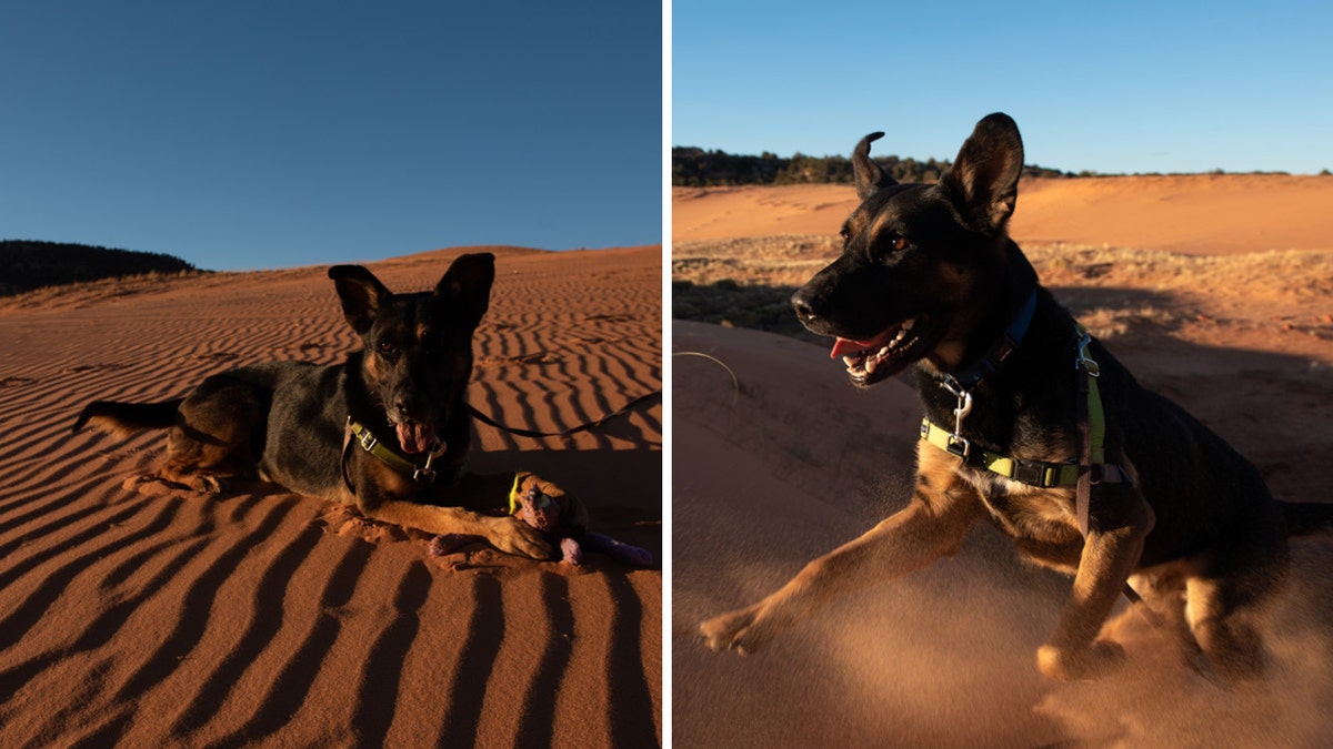 Pharaoh split dog utah sand dunes 
