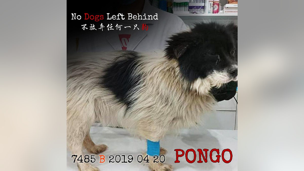 pongo dog slaughter china 