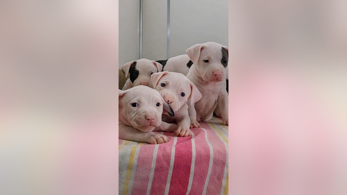 Taylor Swift named dogs