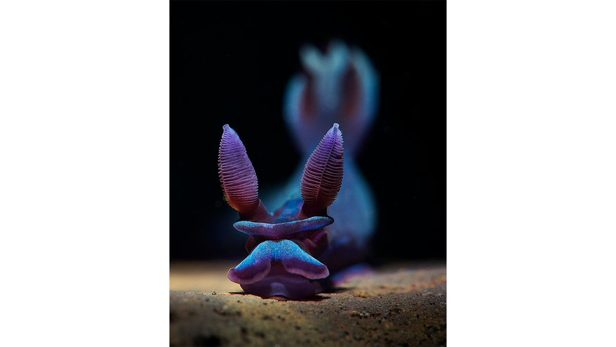 A purple Tambja Morosa nudibranch underwater