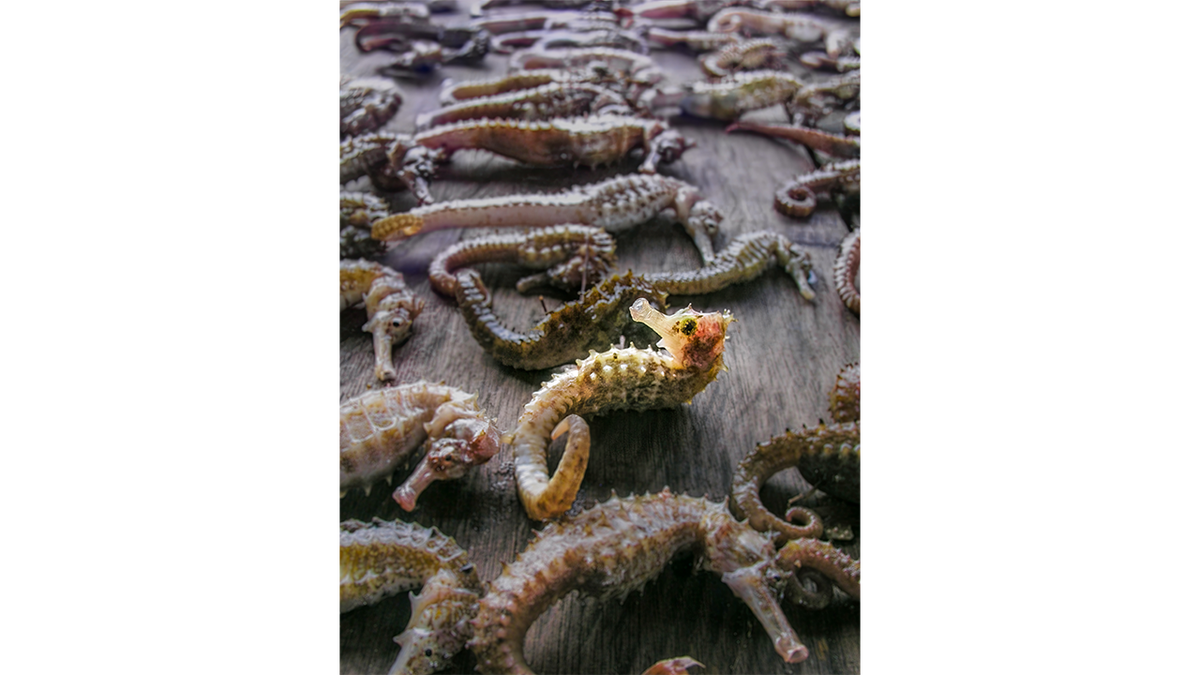 Seahorses on wooden surface