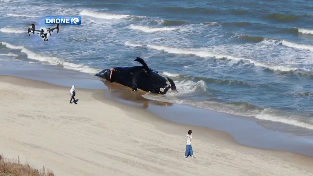 A dead endangered North Atlantic right whale is pictured beached on Monday in Virginia Beach, Virginia. The image was captured by WAVY-TV via drone flight.