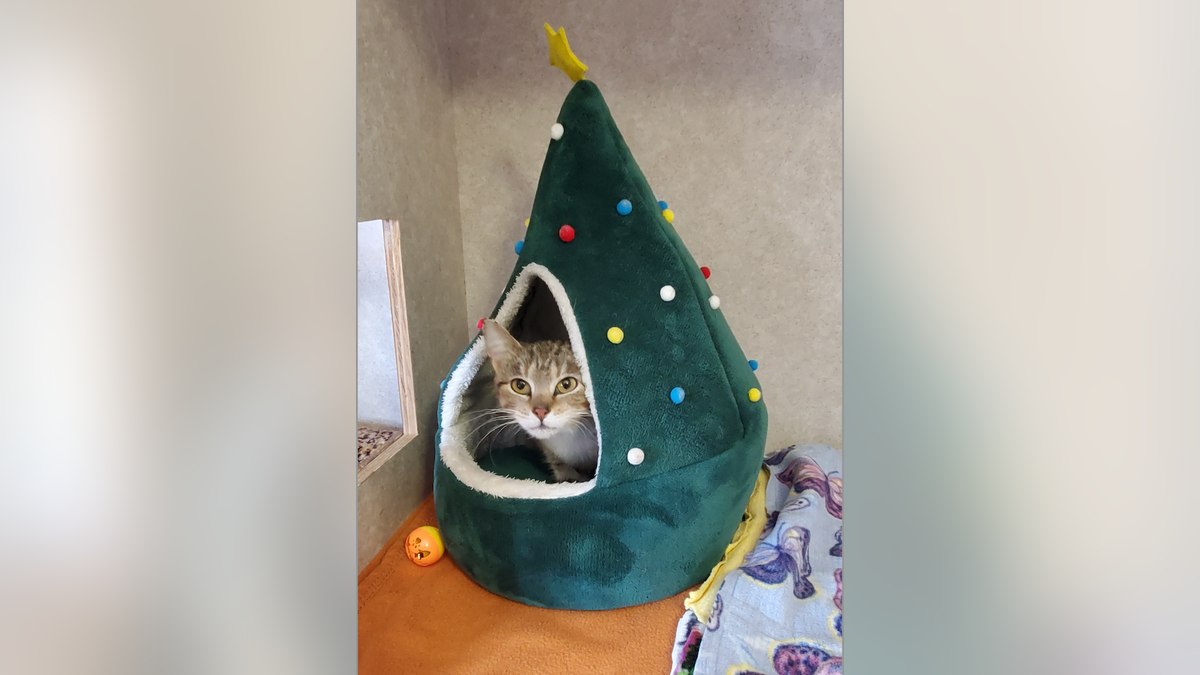 cat christmas tree darling baby kitten