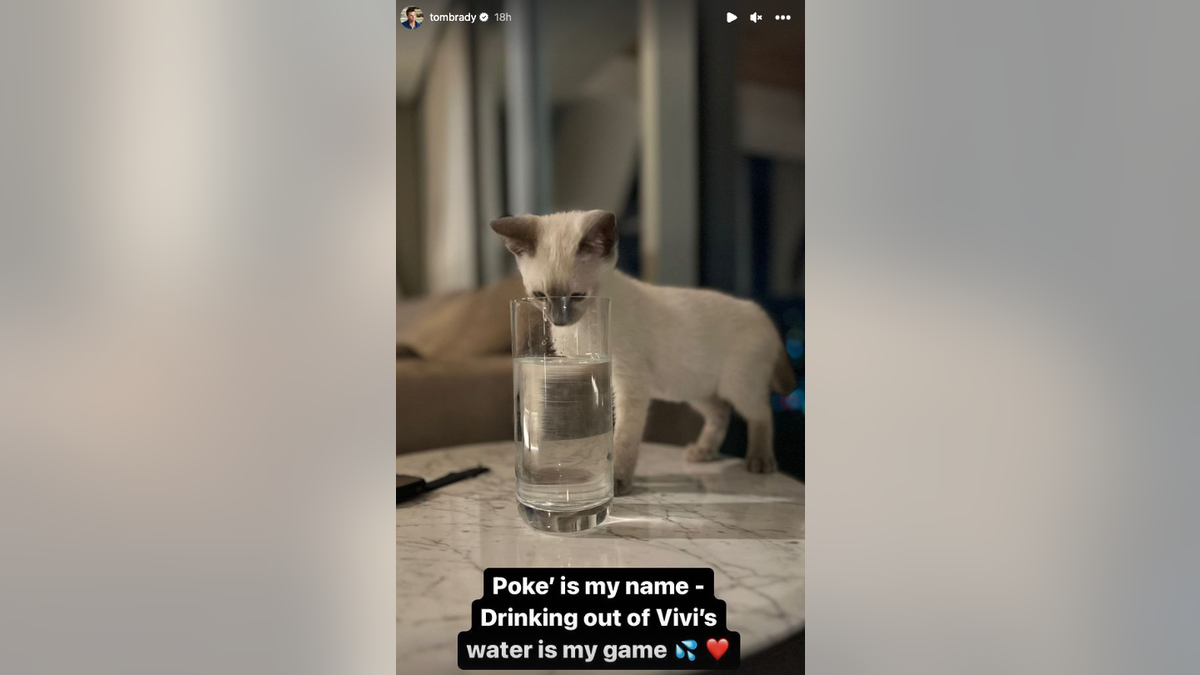 Tom Brady's kitten sticking its head in a glass of water