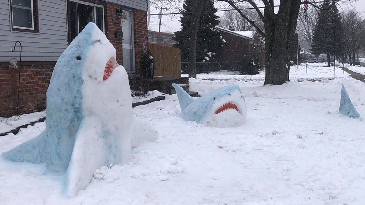 Snow shark sculptures built in front yard