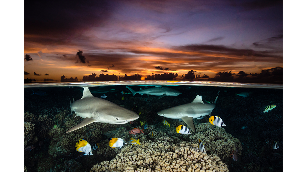Sharks swimming close to shallows in French Polynesia