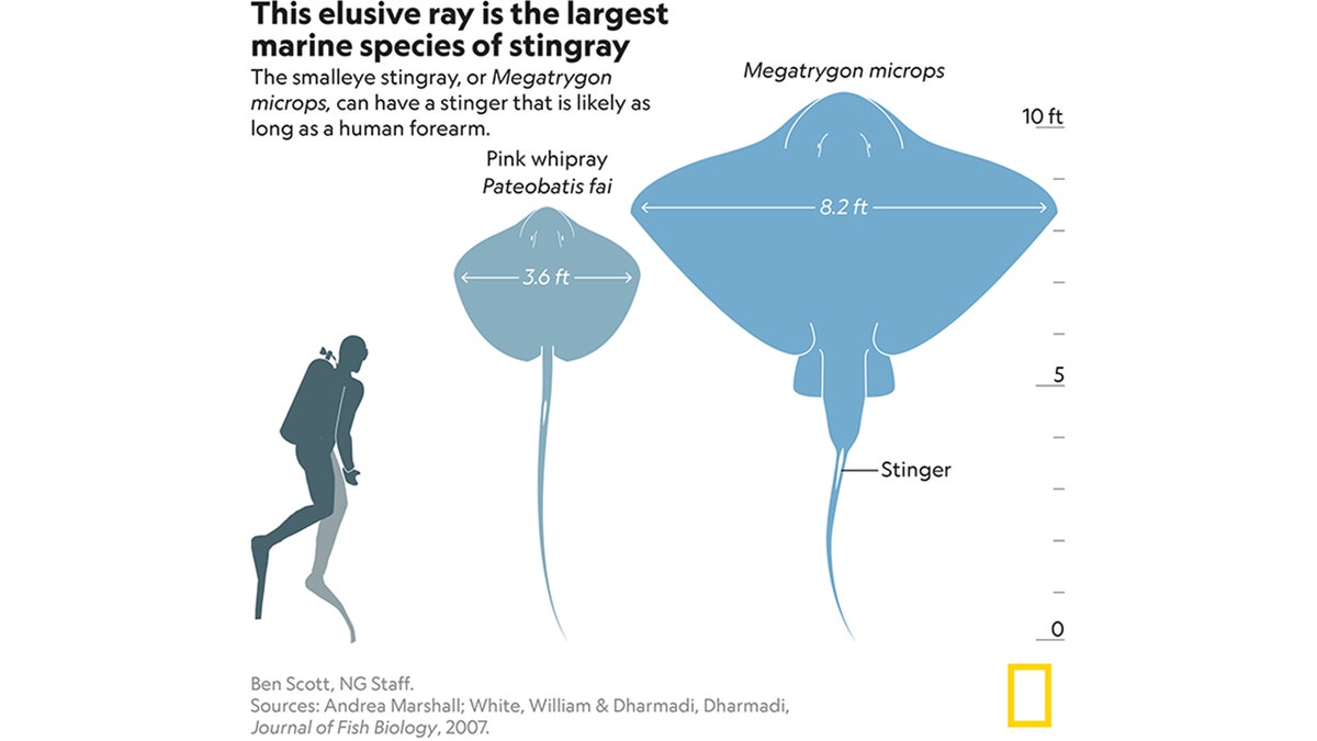 smalleye stingray size chart