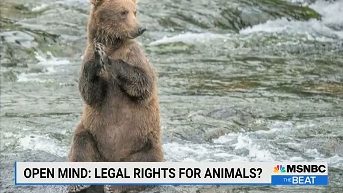 Legal rights for animals chyron