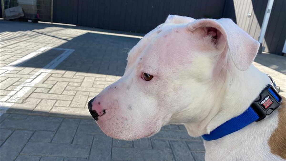 Taylor Swift dog