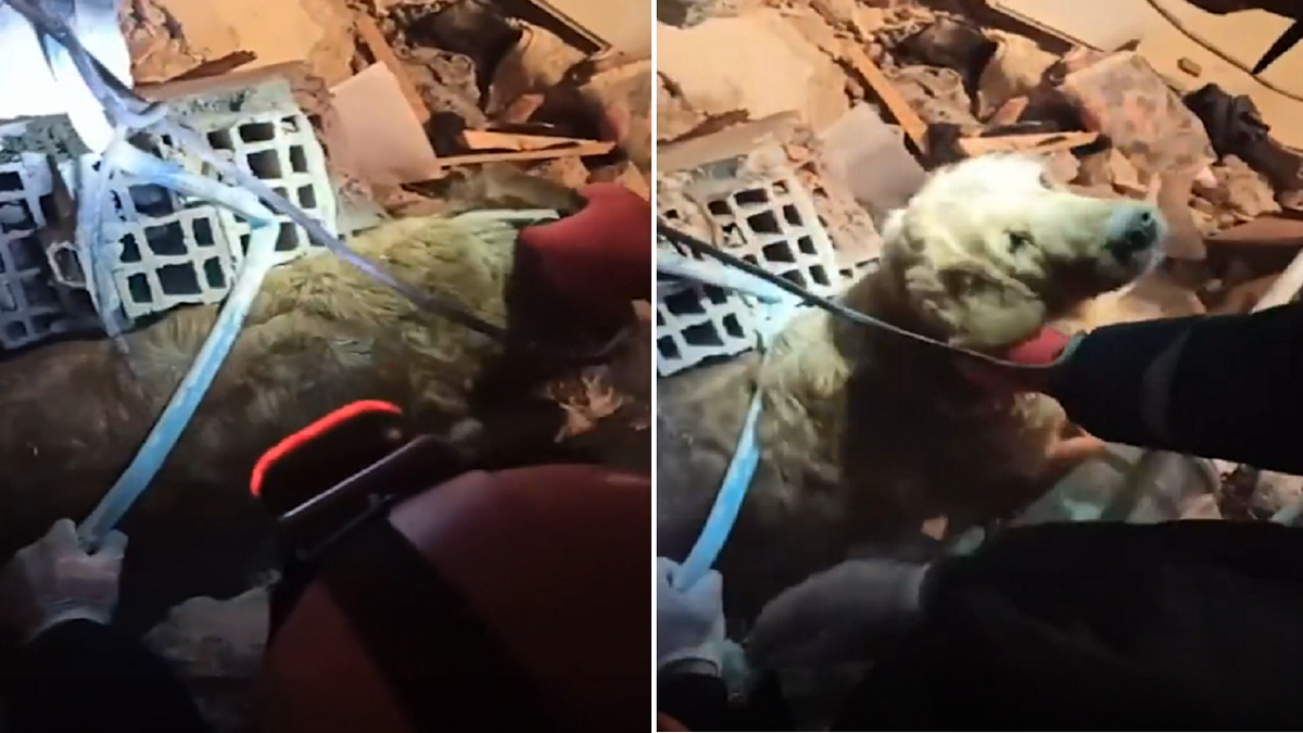 Video shows dog in Turkey being pulled alive from rubble 5 days after earthquake