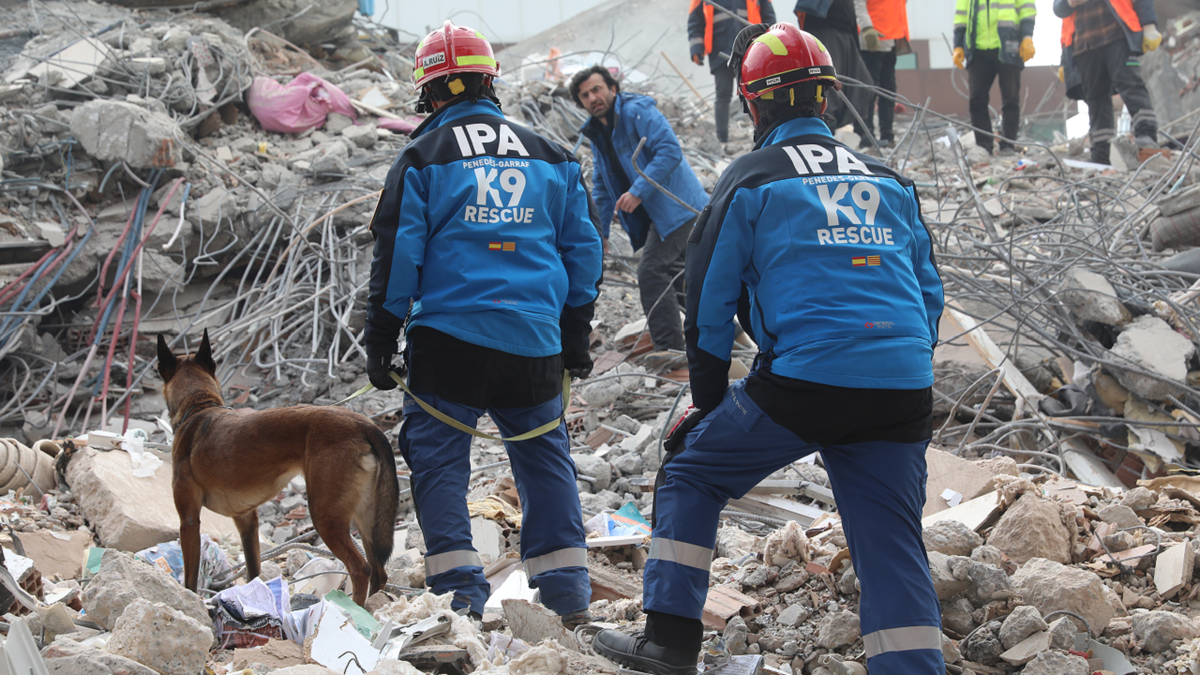 Dogs searches for Turkey earthquake survivors