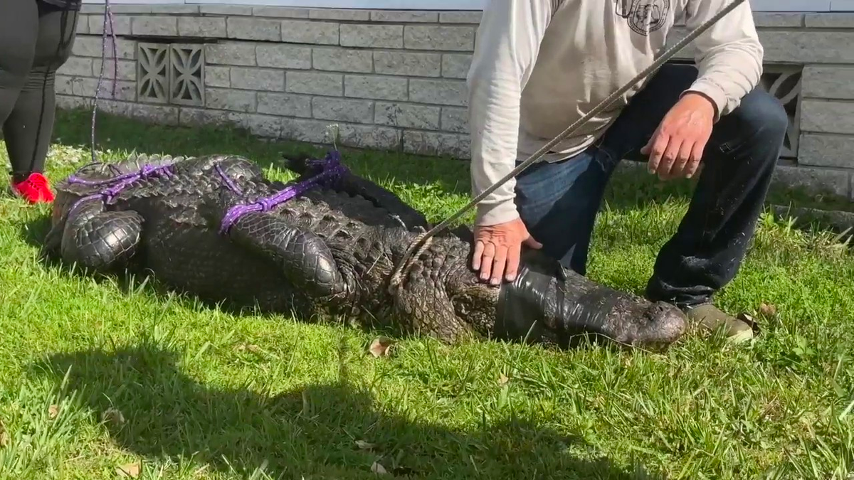 alligator in Florida that attacked woman