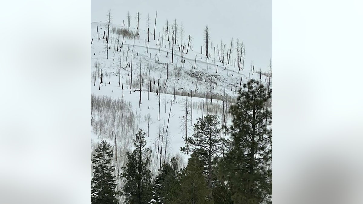 mountain and trees after avalanche