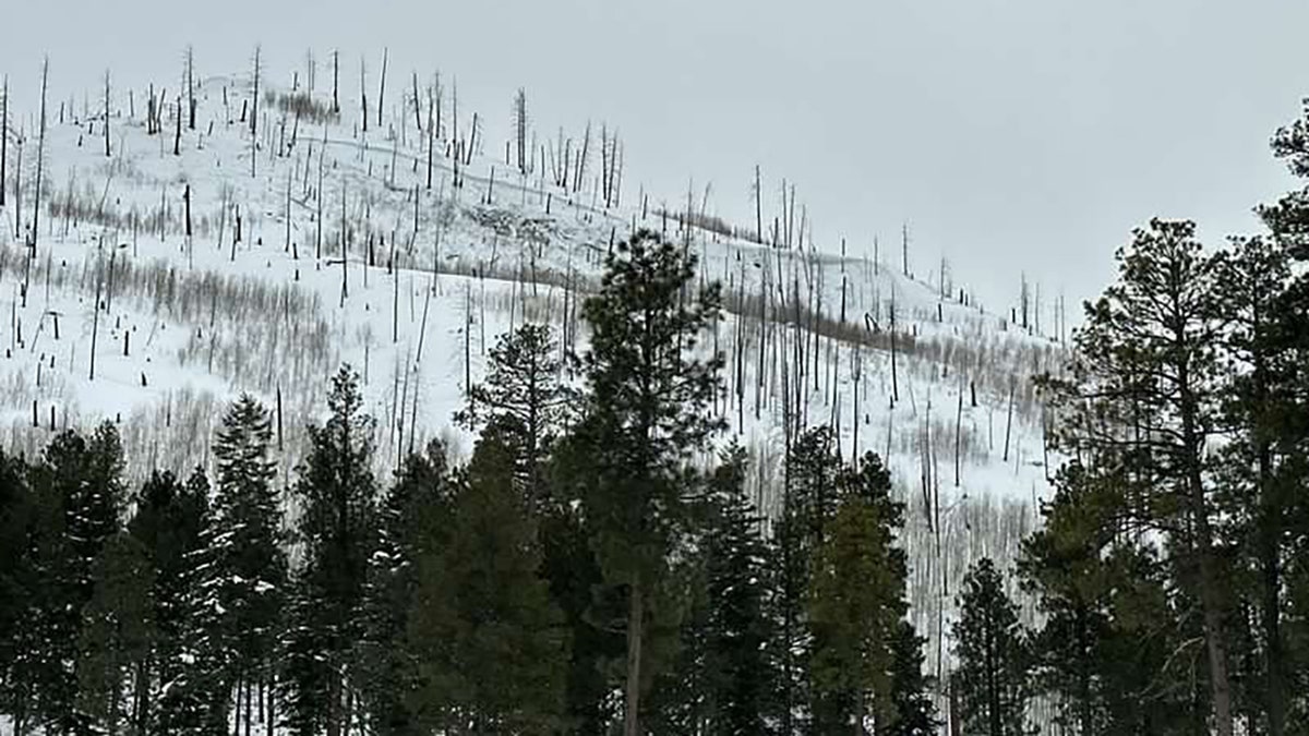 mountain and trees after avalanche