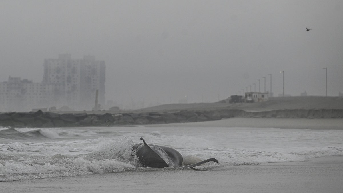 A dead minke whale