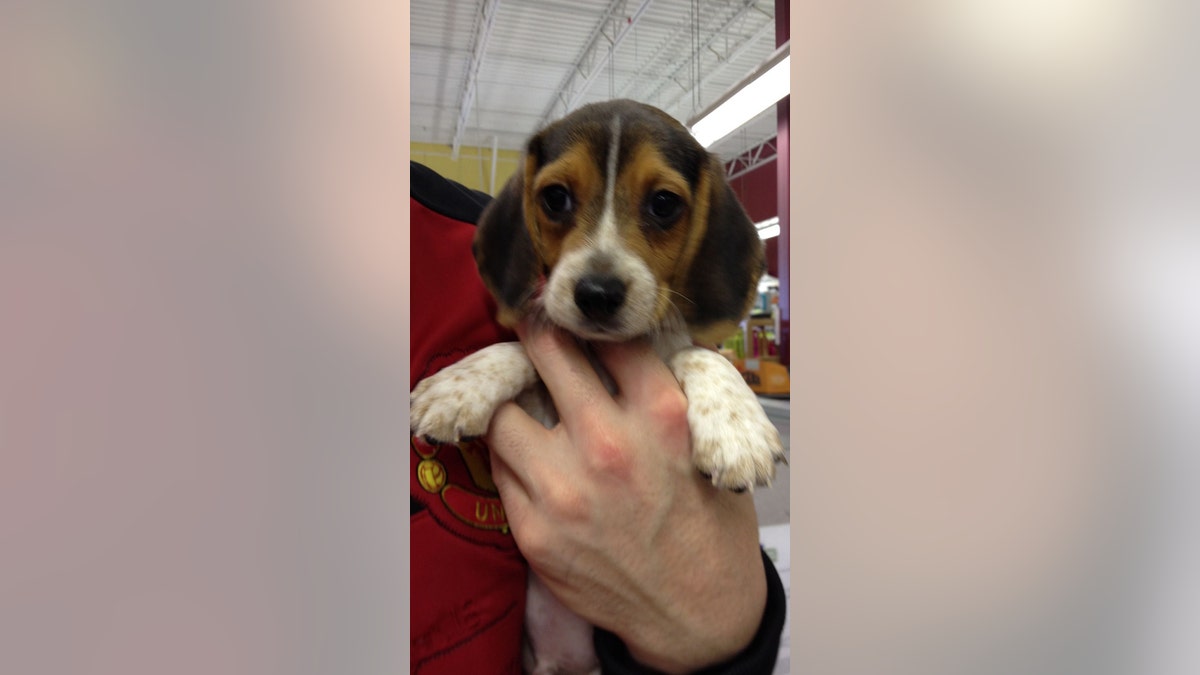 baby roscoe dog