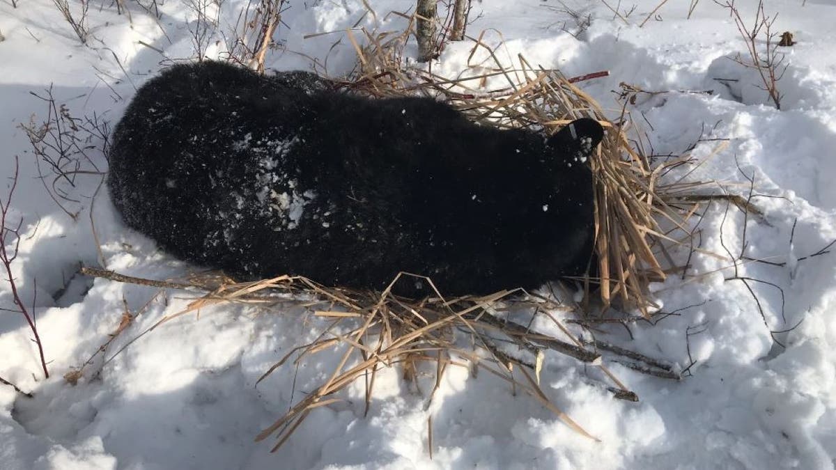 A rescued bear