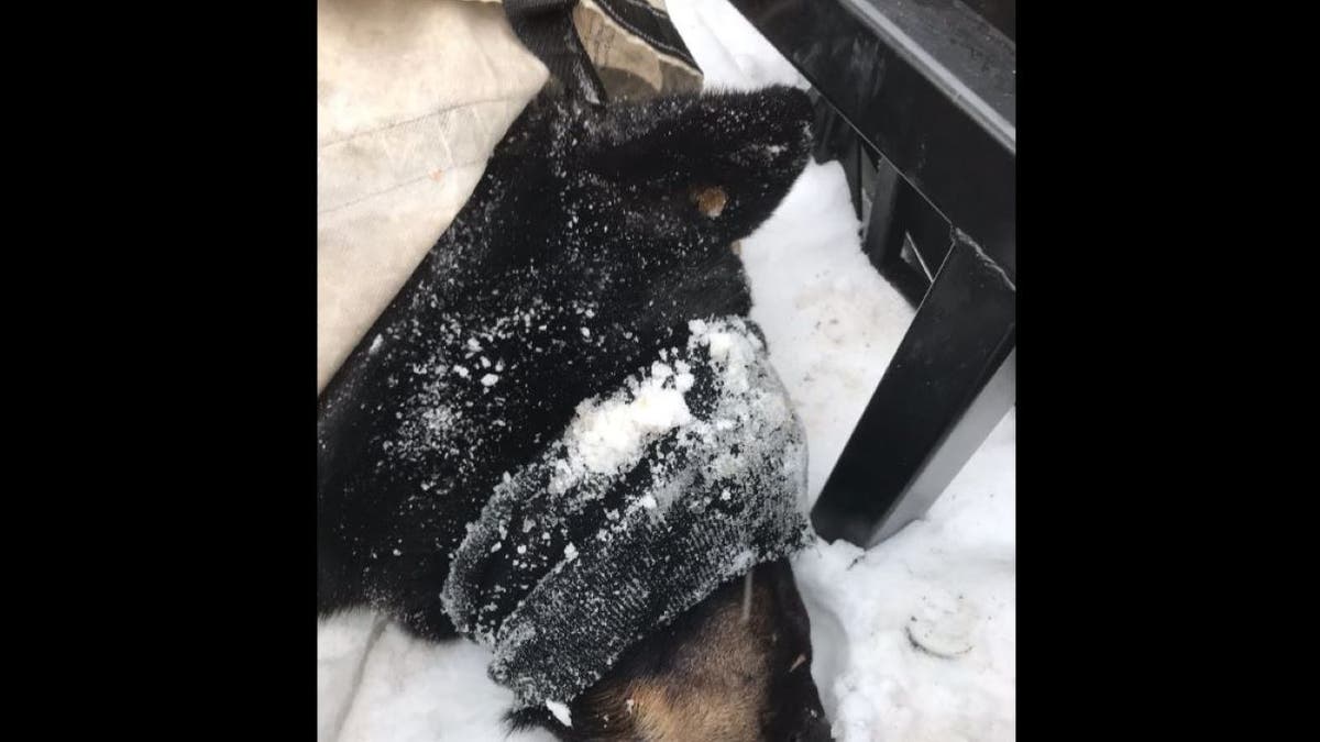 Bear after it was rescued