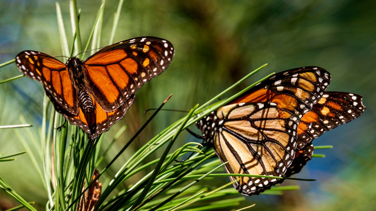 Monarch butterflies