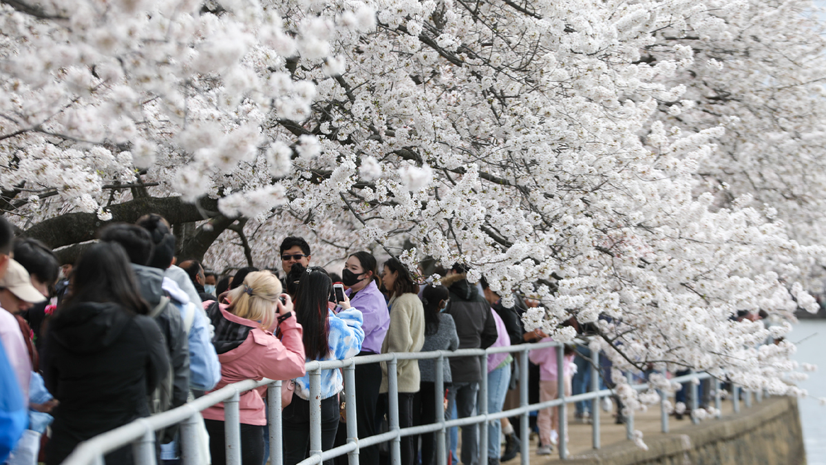 Cherry blossoms in DC