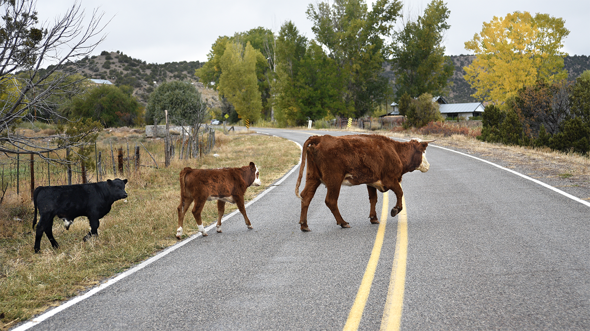 Cattle