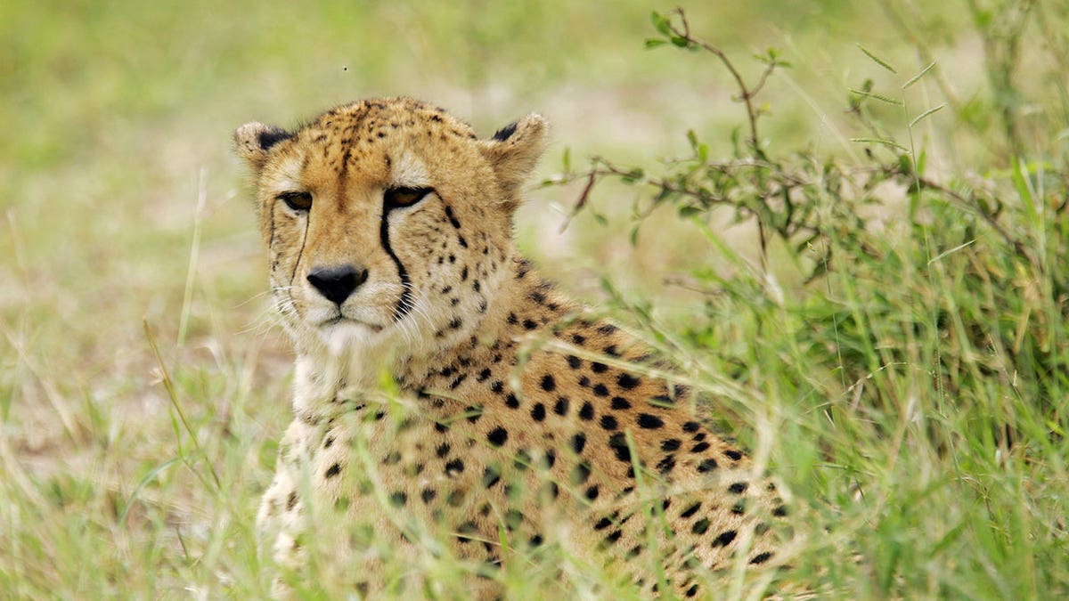 South Africa cheetah