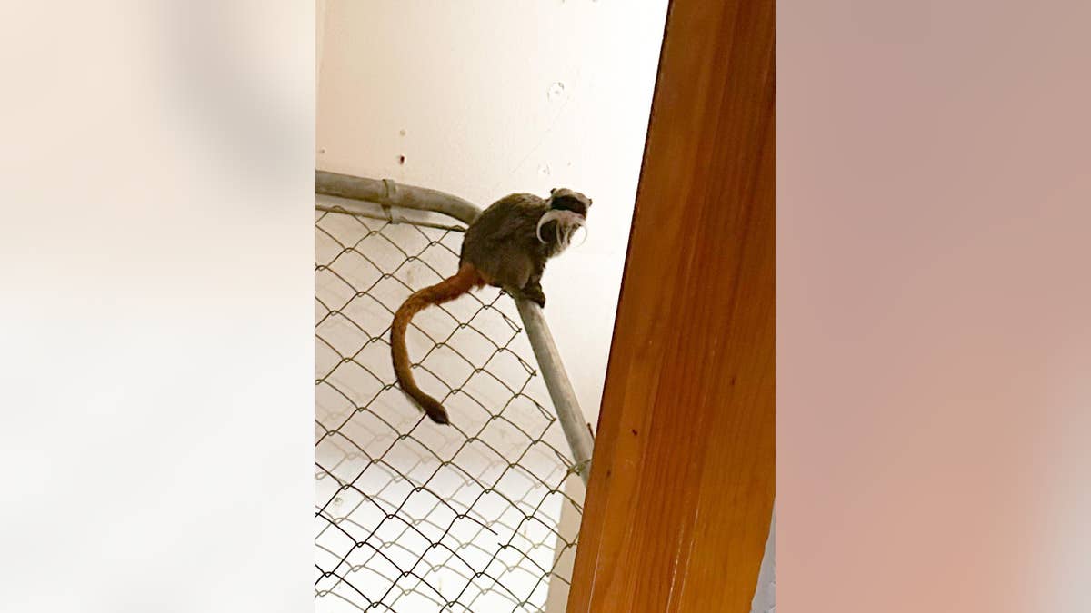 Dallas Zoo monkeys stolen