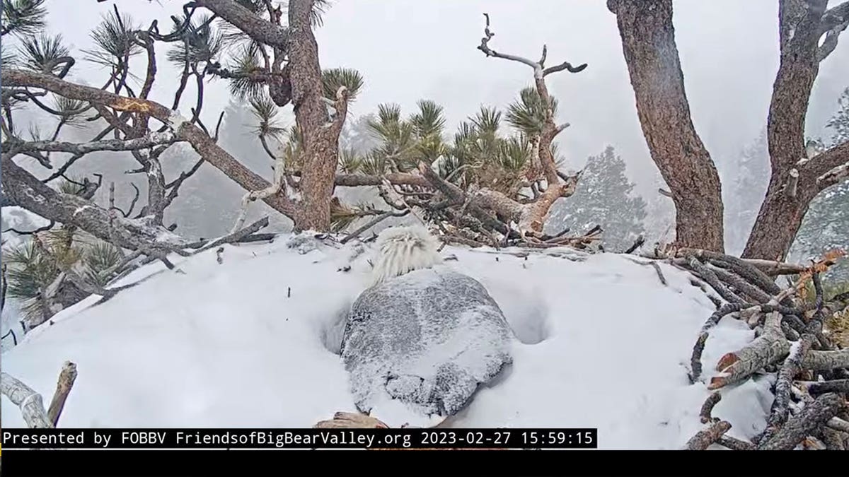 Eagle warming egg in CA