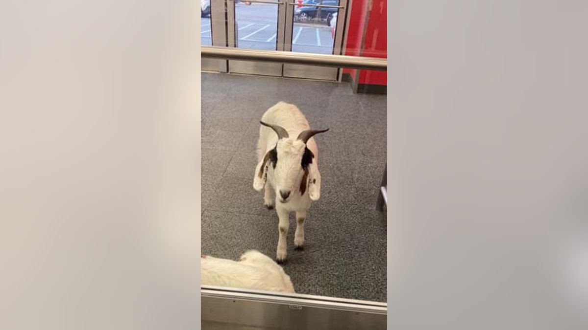 target goat texas