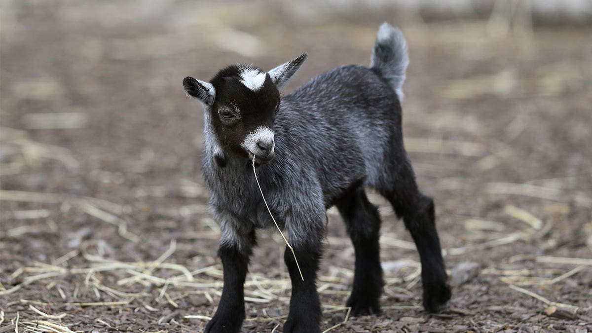 A young pygmy goat stands at the Tayto Park in Ireland on May 11, 2020. José Rubén Nava, who allegedly traded off animals from the Mexico City zoo without proper accounting, killed and cooked four pygmy goats for a Christmas-season party.