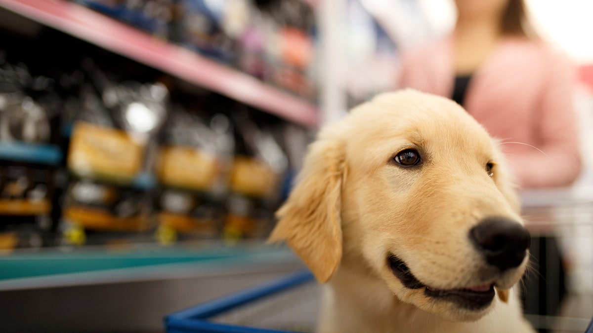 Dogs in grocery store stores