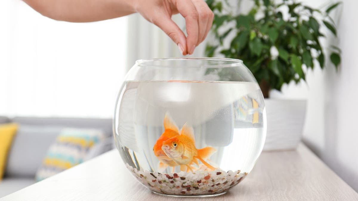 Pet fish in tank get fed