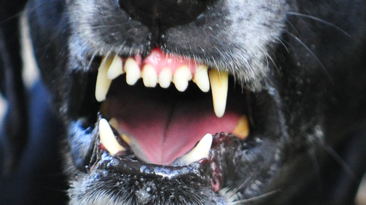 closeup of dog growling