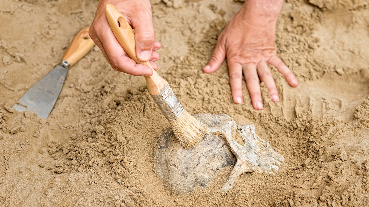 anthropology brushing of bones