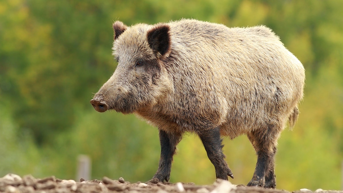 wild pig boar scary pig super pig canada