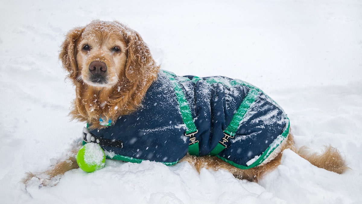 Dog wearing coat in the snow